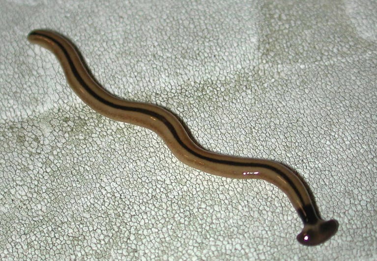 Picture of a hammerhead worm