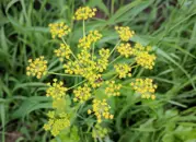 Wild parsnip flower
