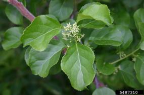 Ornamental bittersweet