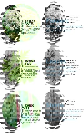 Parts of the Giant Hogweed plant