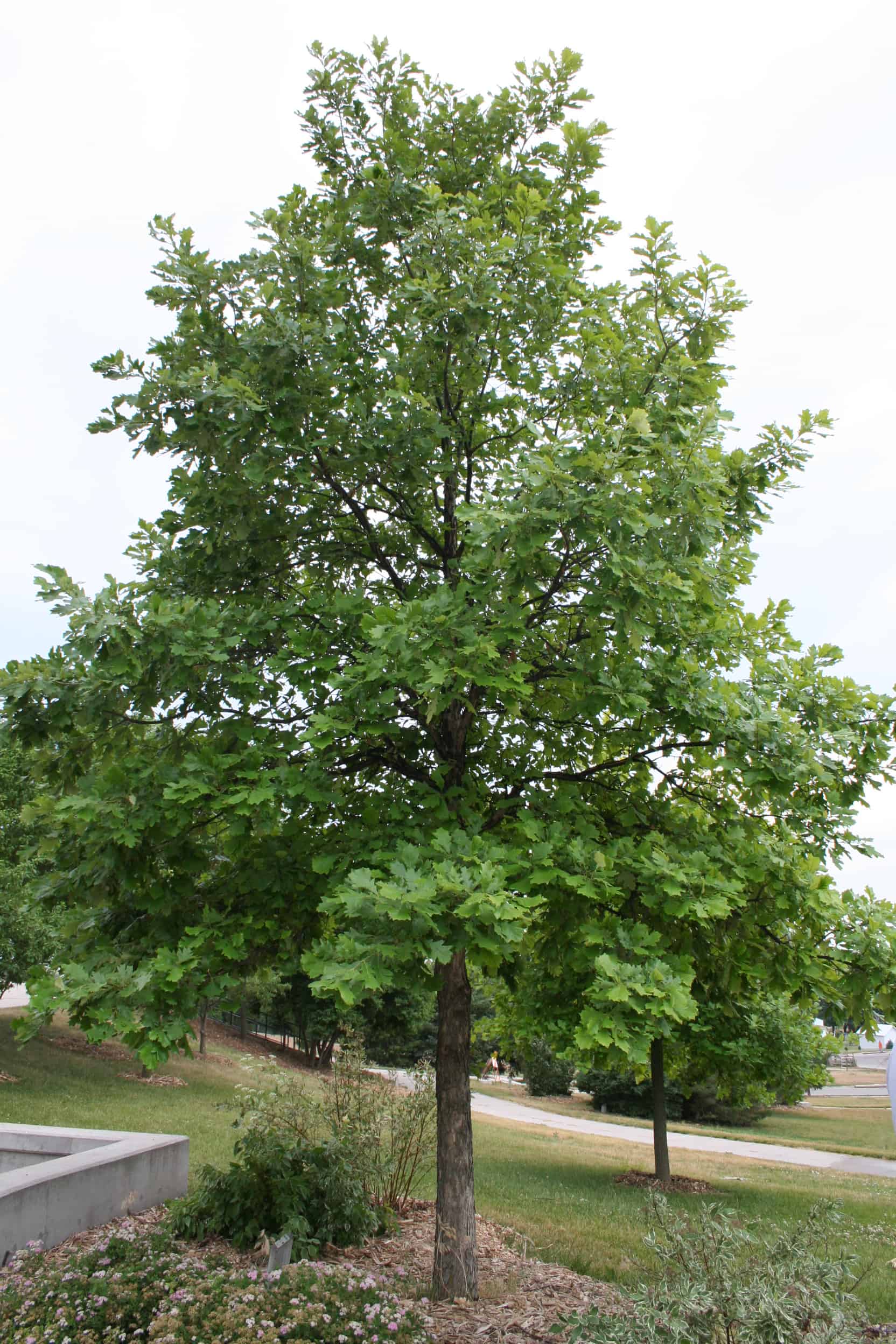 Picture of a swamp white oak tree