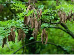 Black locust seed pods