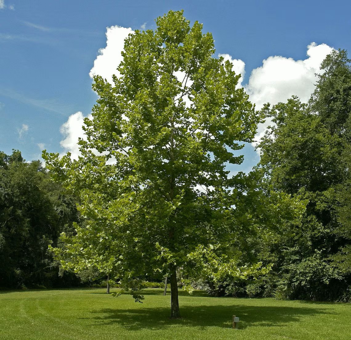 Picture of a American Sycamore Tree