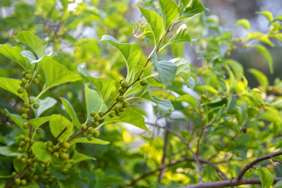 Oriental bittersweet vines