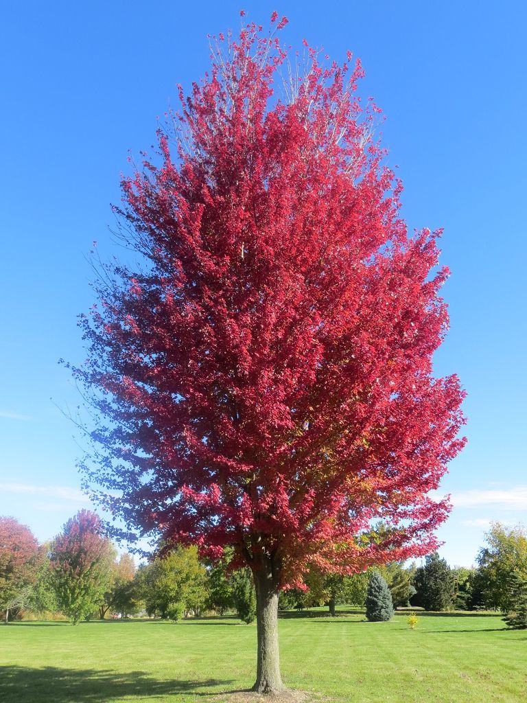 Photo of an Autumn Blaze Tree