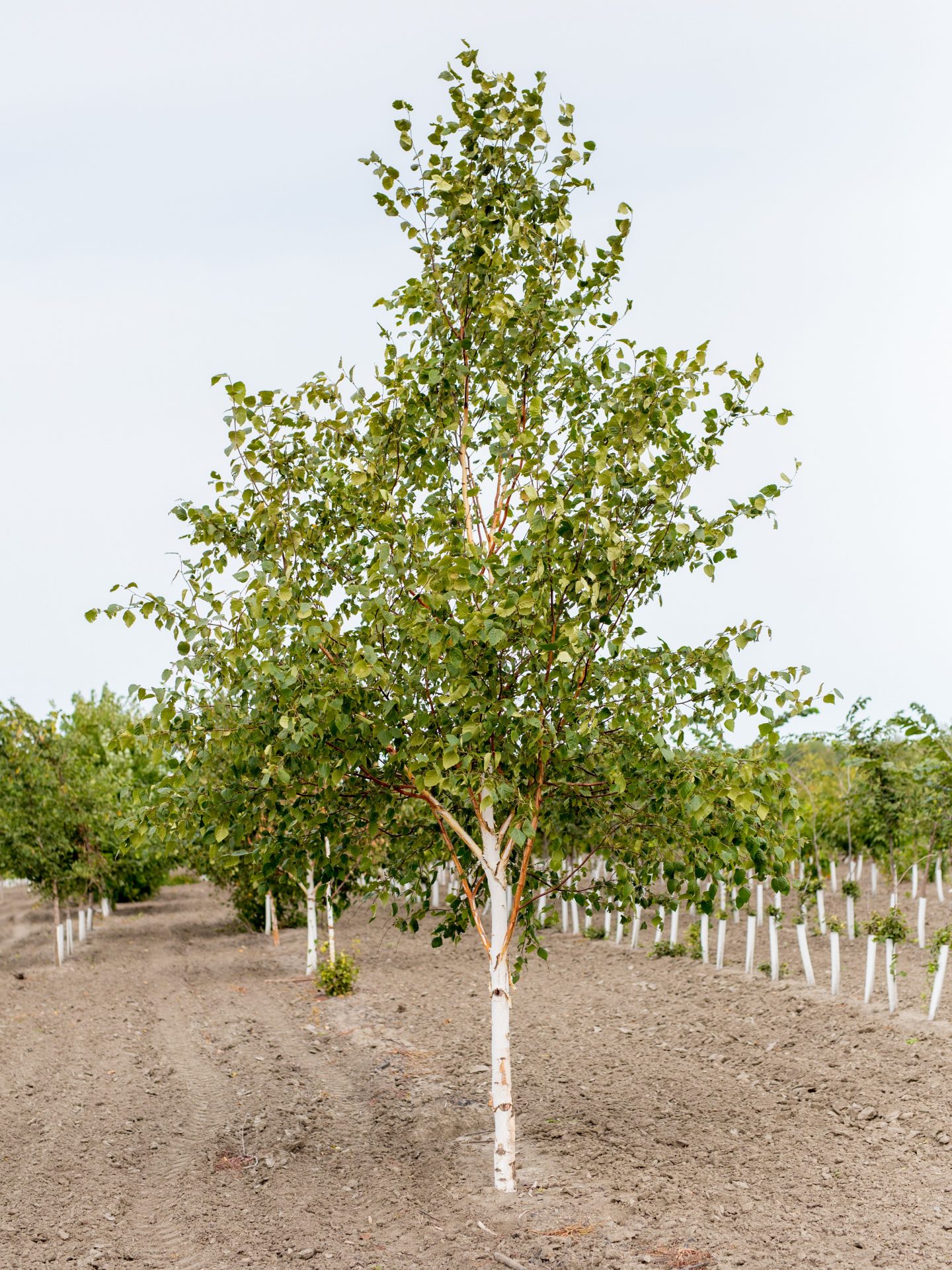 Picture of a paper birch tree
