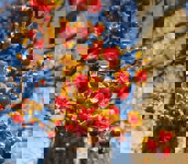 Oriental bittersweet fruits