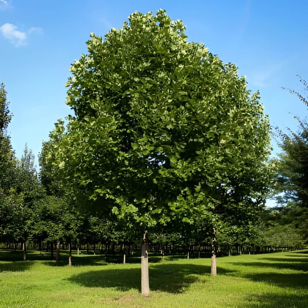 Photo of a Tulip Tree