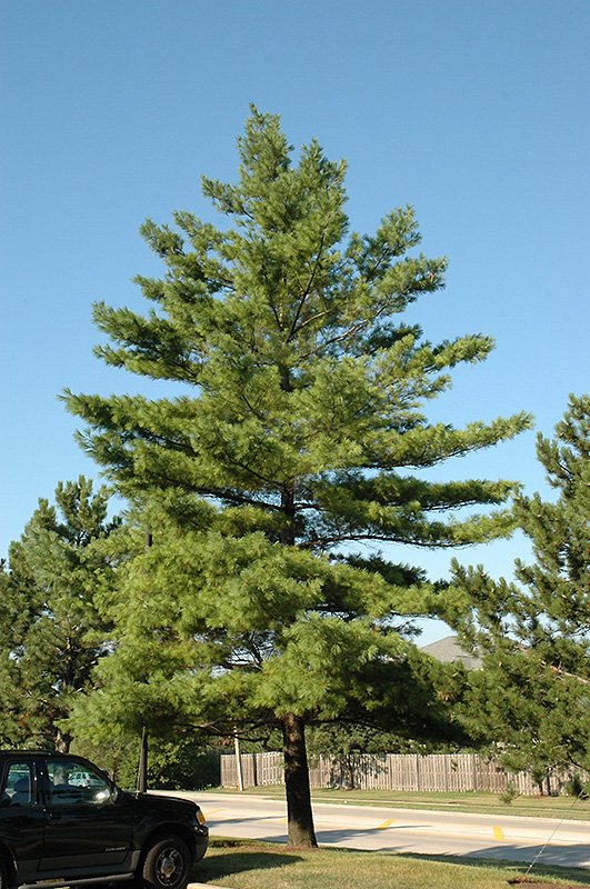 Picture of a White Pine Tree