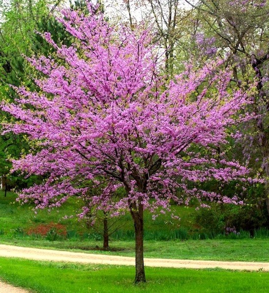 Picture of a Redbud tree