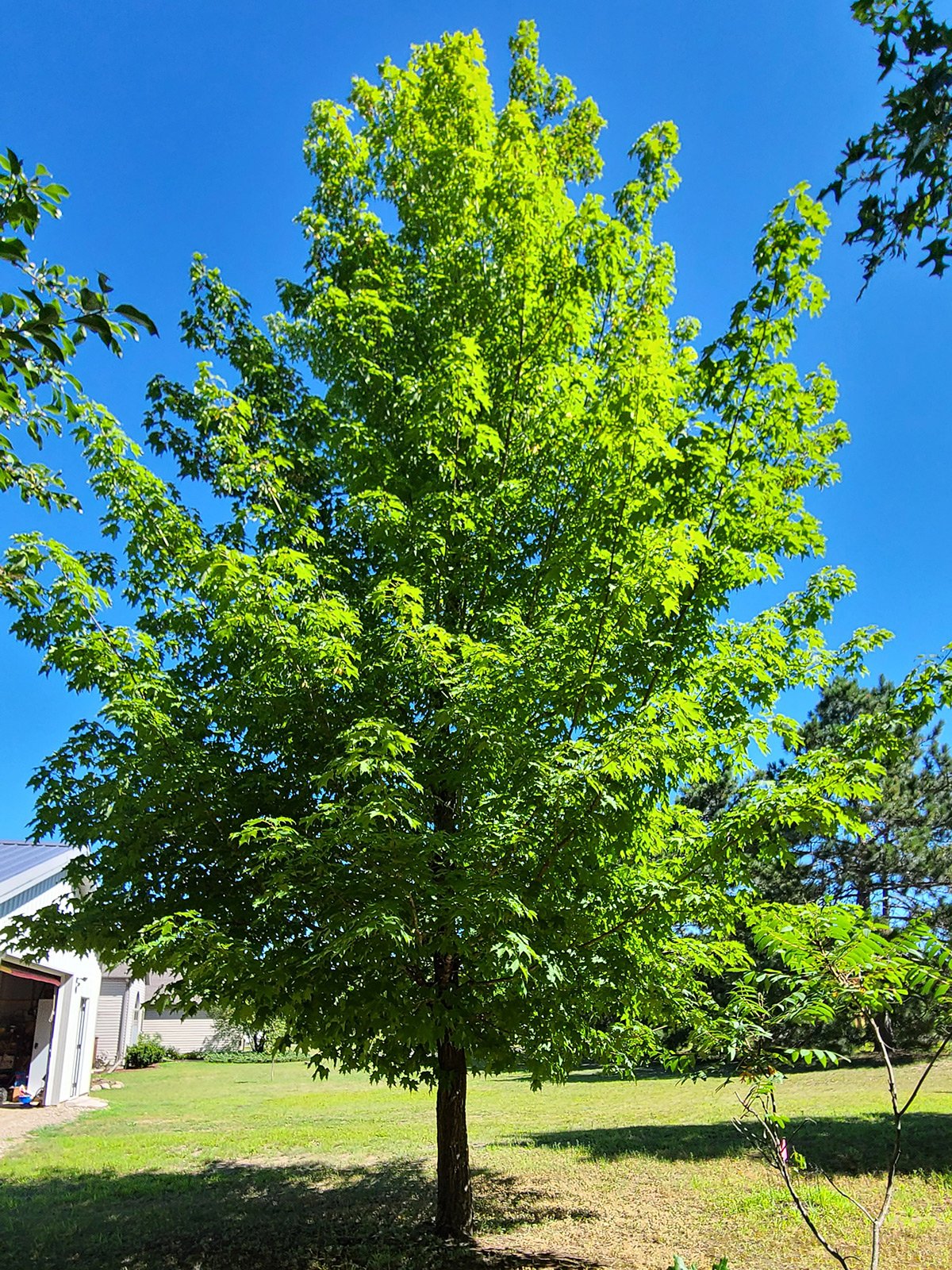 Picture of a Sugar Maple Tree